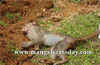 Karkala : Death of 8 monkeys triggers panic among villagers